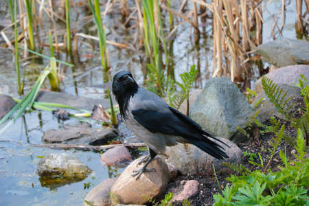 Close-up of a black crow standing on a stoneの写真素材