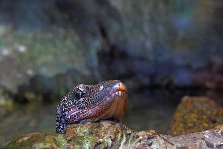 Close-up on a monitor lizard on a stone in the parkの写真素材