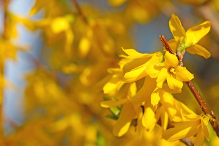 Beautiful yellow blooming forsythia in the park in springの写真素材