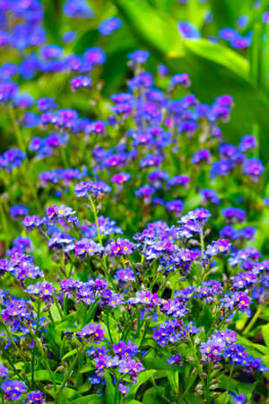 Beautiful blue perennial flowers in the summer parkの写真素材