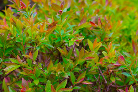 View of young green bushes in the park in summer during sunsetの写真素材