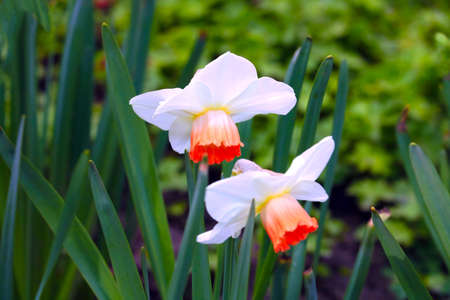Close-up on a blooming daffodil in the parkの写真素材