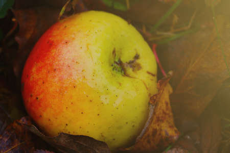 A ripe apple lies in yellowed foliage in the garden in autumn. Change of seasons. Harvesting in the fall in the countrysideの写真素材