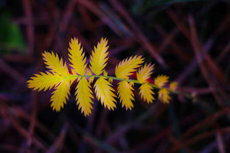 Yellowed fern in the forest in autumn. Change of seasons. Yellow autumn foliageの写真素材