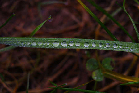 On the green grass drops of dew or rain in autumn in the forestの写真素材