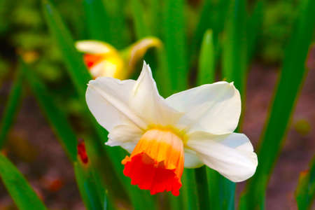 Close-up on a blooming daffodil in the parkの写真素材