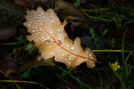 Yellowed fallen leaf with water drops in the grass in autumn