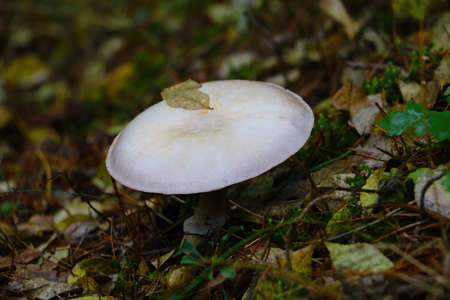 A beautiful light-colored mushroom grows in a clearing in the forest in autumnの写真素材