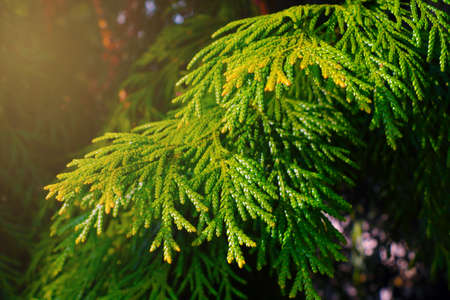 Juniper branch in the park during sunset. A beautiful light falls on a tree branchの写真素材