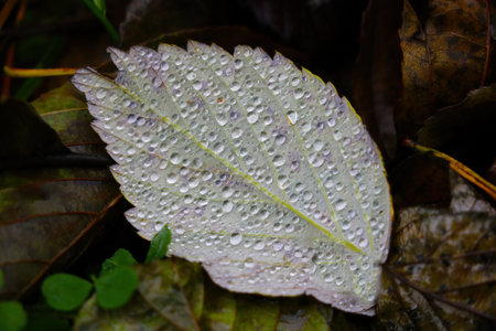 A fallen leaf with dew drops lies on the grassの写真素材