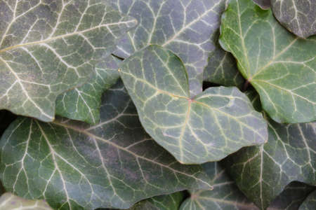 Texture of green leaves of a plant or flowers in the gardenの写真素材