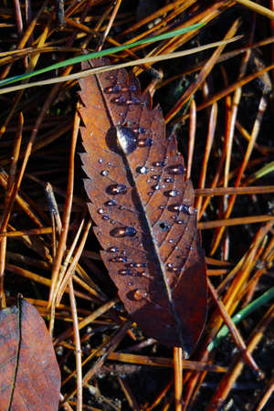 On the grass lies a yellow leaf with a drop of dew in autumn