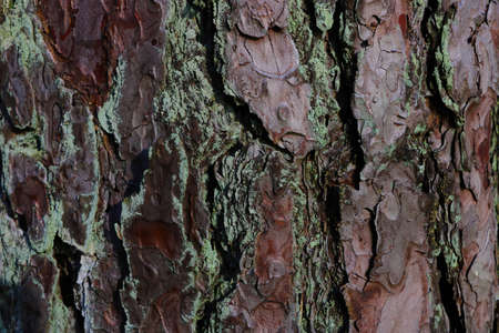 Close-up on a pine tree trunk. Wood texture, backgroundの写真素材