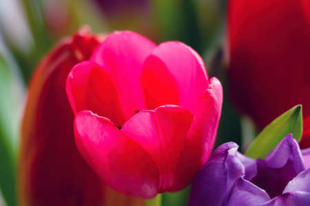 Close-up on the flowering tulip in the parkの写真素材