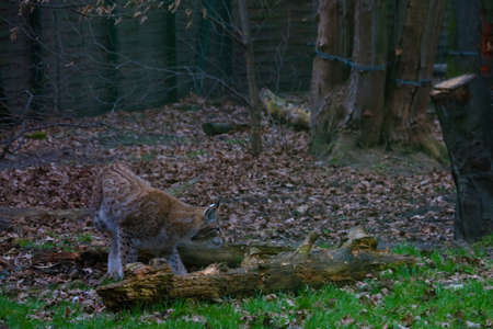 Close-up on the lynx in the woods. Wildcatの写真素材