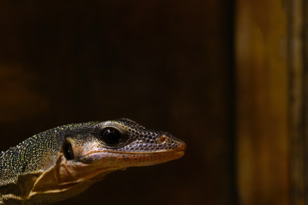 Close-up on the head of the lizard in the parkの写真素材