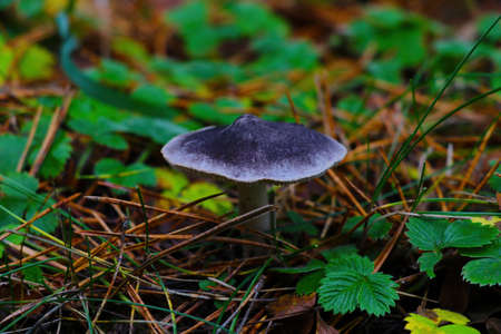 A view of the fungus in the forest in autumn. Not eating foodの写真素材