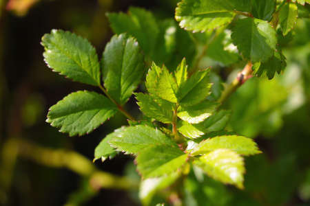 A view of the beautiful young green tree branch in the gardenの写真素材