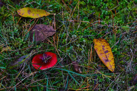 Blurry background, out of focus. Fallen leaves on moss. A red mushroom grows in autumnの写真素材