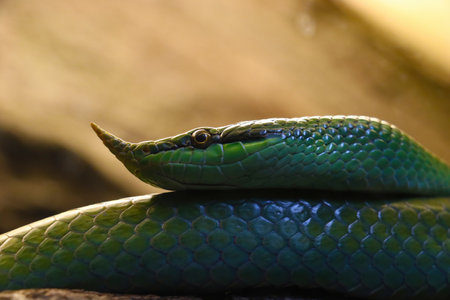 Beautiful green snake with a long noseの写真素材