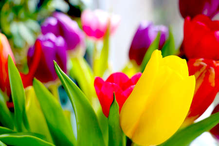 Close-up of the blooming colorful tulips in the parkの写真素材
