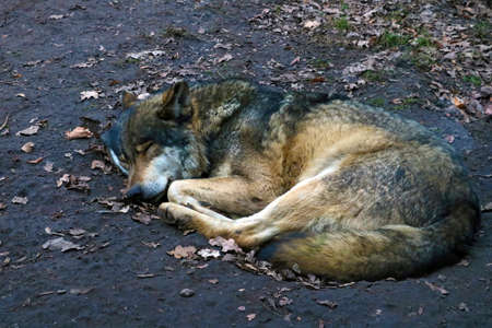 Close-up of a sleeping wolf in a hole in the woodsの写真素材