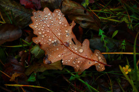 A yellow fallen leaf with drops of water lies on the ground in the fallの写真素材