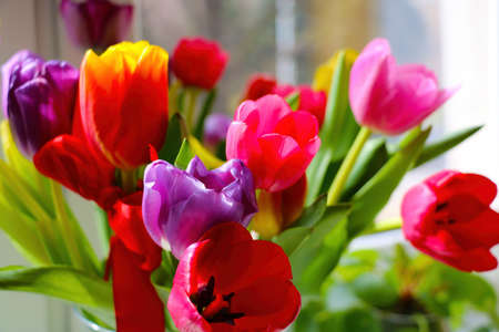 Multi-colored flowering tulips in a vase close-upの写真素材