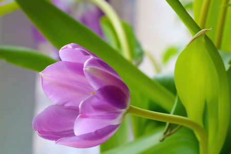 View of the purple flowering tulip close-upの写真素材
