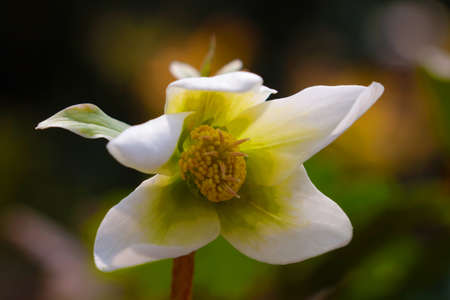 View of a white flowering flower in the garden in summerの写真素材