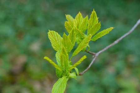 A young green tree branch close-up in the gardenの写真素材