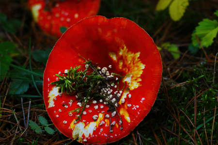 Close-up of the mushroom in the forest in the fallの写真素材