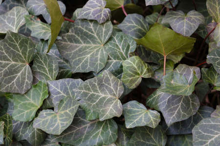 Beautiful green leaves of the plant in the park in the summerの写真素材