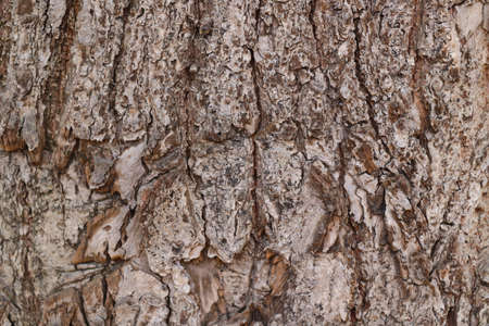 Gray texture of tree bark in the park, backgroundの写真素材