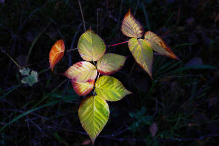 Yellow green leaves of the bush in the forest in autumnの写真素材