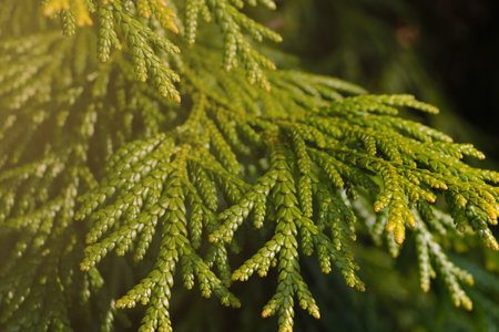 A green young branch of thuja in the garden close-upの写真素材