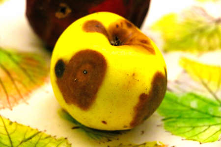 A spoiled apple lies on a plate. Blurry backgroundの写真素材