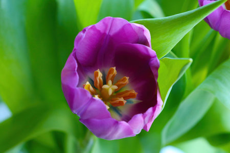 Beautiful view of the flowering tulip in the garden in the springの写真素材