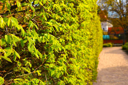 Beautiful green bushes in the park in the summerの写真素材