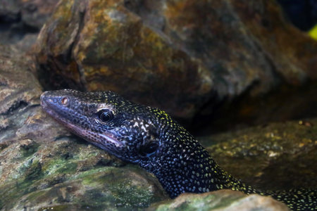 Close-up on the head of a lizard on a rockの写真素材