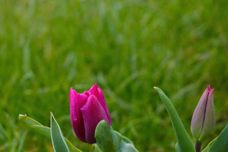 A young flowering tulip in the meadow in the summerの写真素材