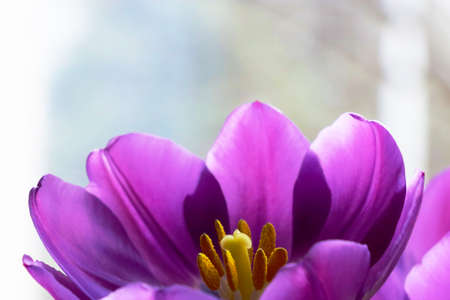 Close-up on a flowering bud of a purple tulipの写真素材