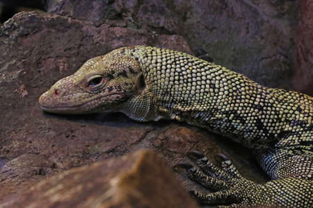 The lizard lies on a stone in the shadeの写真素材