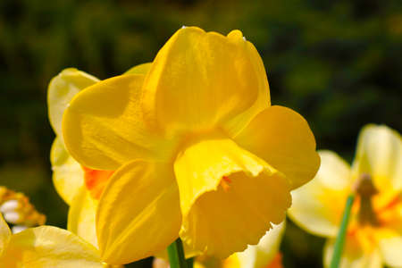 Beautiful yellow flowering daffodil in the parkの写真素材
