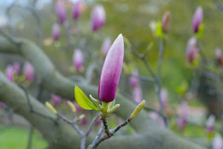Close-up on the blooming magnolia in the parkの写真素材