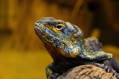 Blurred background, close-up of a lizard on a rockの写真素材