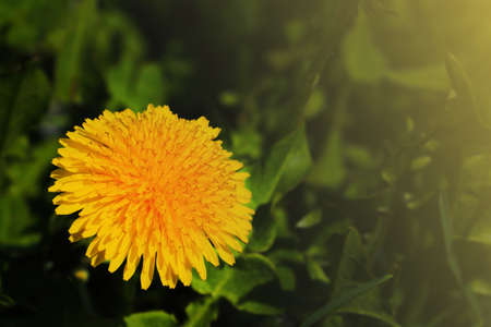 Beautiful flowering dandelion close-up in the meadowの写真素材
