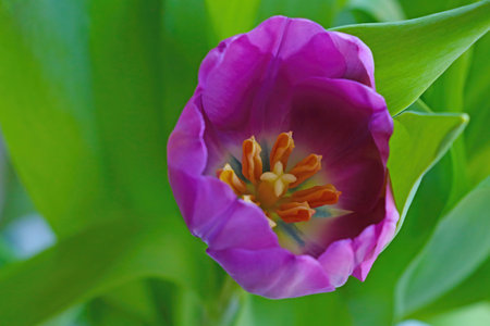 View from above of a blossoming tulip budの写真素材