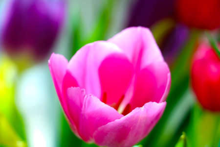 Flowering tulip close-up in the park in the summerの写真素材