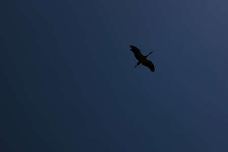 The stort flies against the dark skyの写真素材